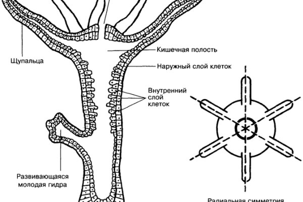 Рабочая ссылка на мегу в тор браузер